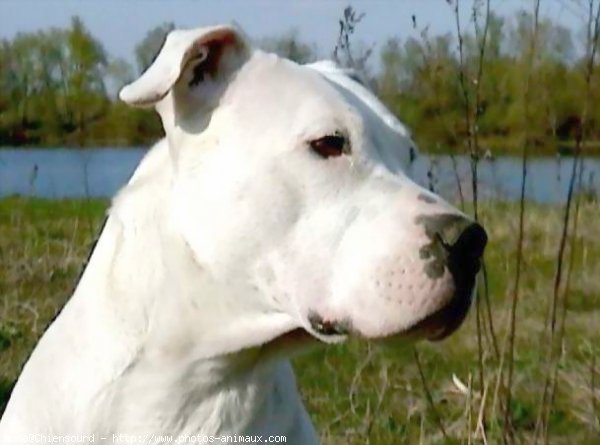 Photo de Dogue argentin