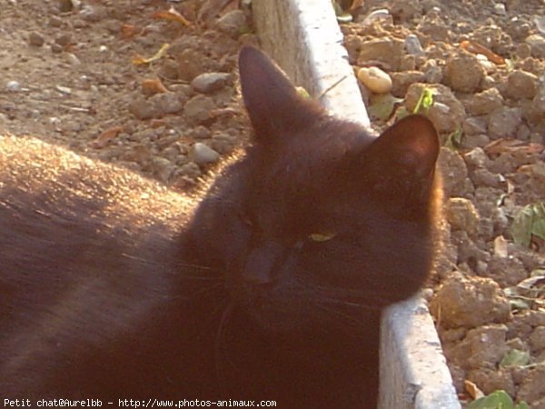 Photo de Chat domestique