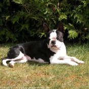 Photo de Cavalier king charles spaniel