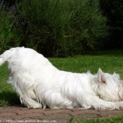 Photo de West highland white terrier