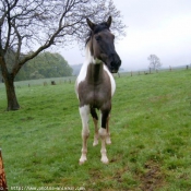 Photo de Paint horse