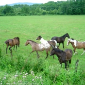 Photo de Races diffrentes