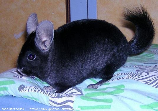 Photo de Chinchilla