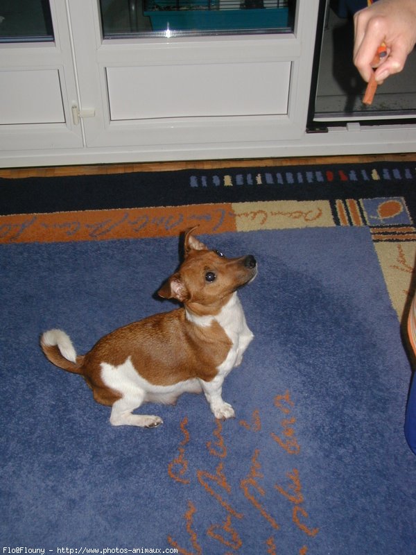 Photo de Jack russell terrier