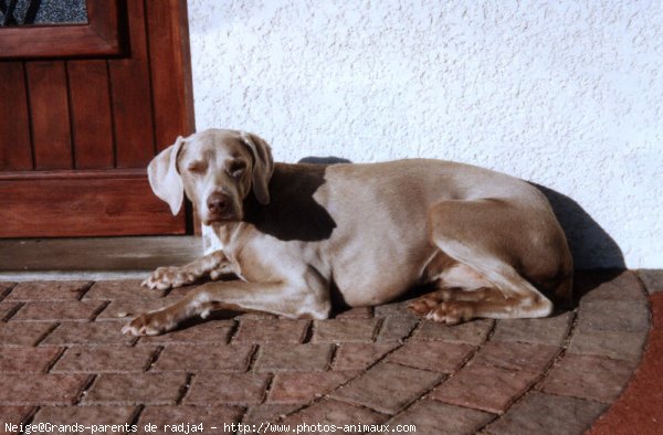 Photo de Braque de weimar poil court