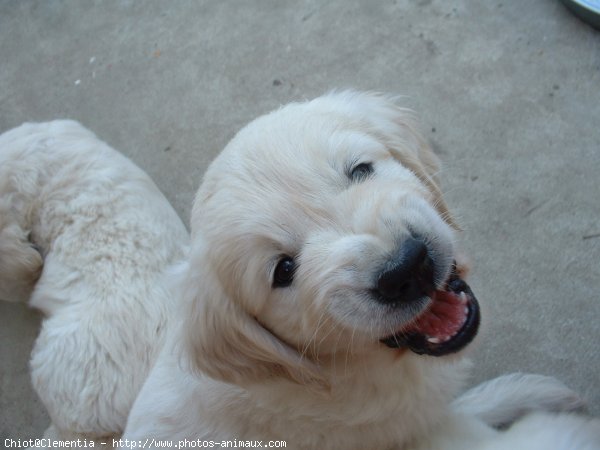 Photo de Golden retriever