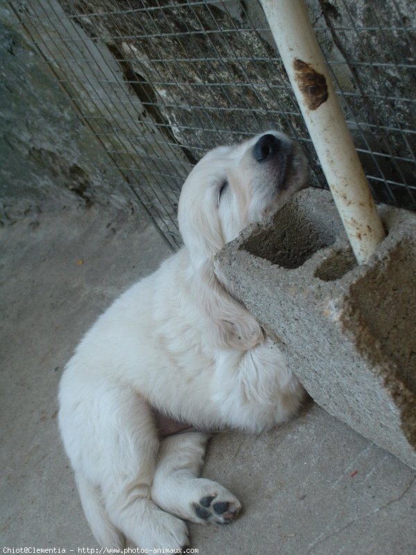 Photo de Golden retriever