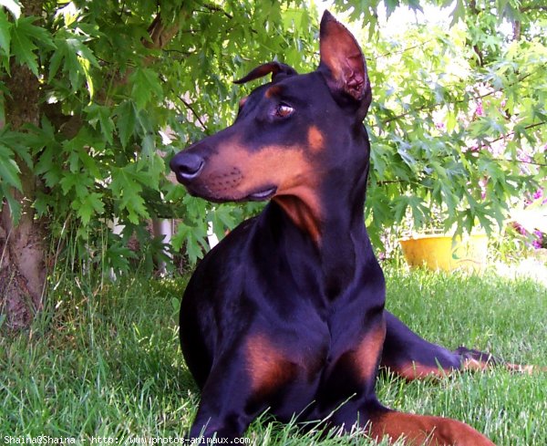 Photo de Dobermann