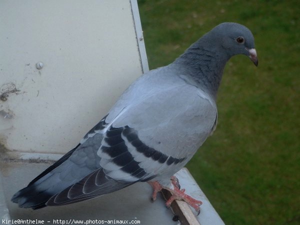 Photo de Pigeon