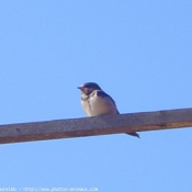 Photo de Hirondelle