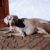 Photo de Braque de weimar poil court