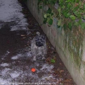 Photo de Cairn terrier