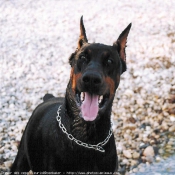 Photo de Dobermann