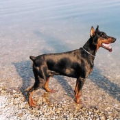 Photo de Dobermann