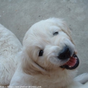 Photo de Golden retriever