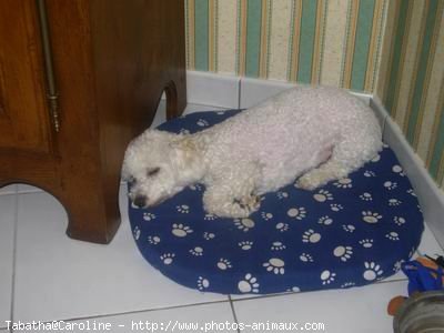 Photo de Bichon  poil fris