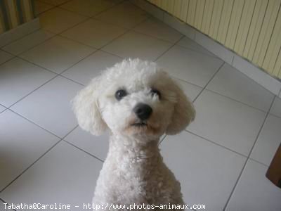 Photo de Bichon  poil fris