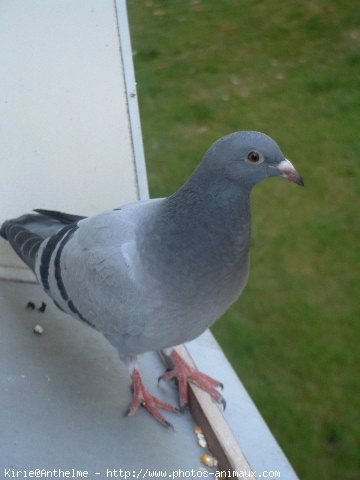 Photo de Pigeon