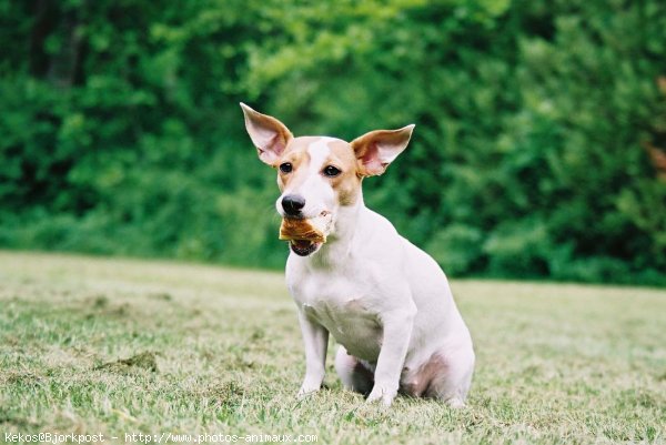 Photo de Jack russell terrier