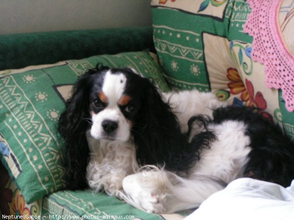 Photo de Cavalier king charles spaniel