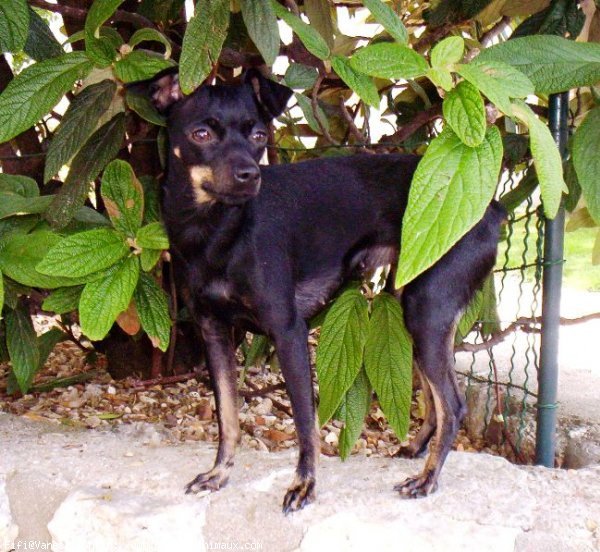 Photo de Pinscher nain