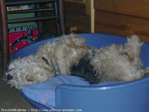 Photo de Lakeland terrier