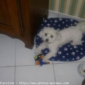 Photo de Bichon  poil fris