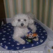 Photo de Bichon  poil fris