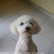 Photo de Bichon  poil fris