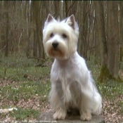 Photo de West highland white terrier