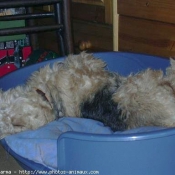 Photo de Lakeland terrier