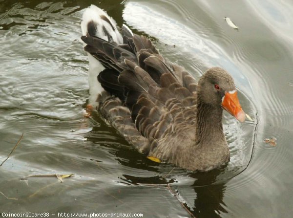 Photo de Canard