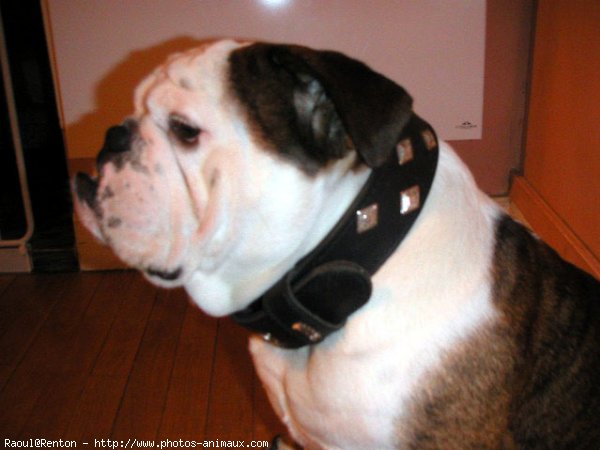 Photo de Bulldog