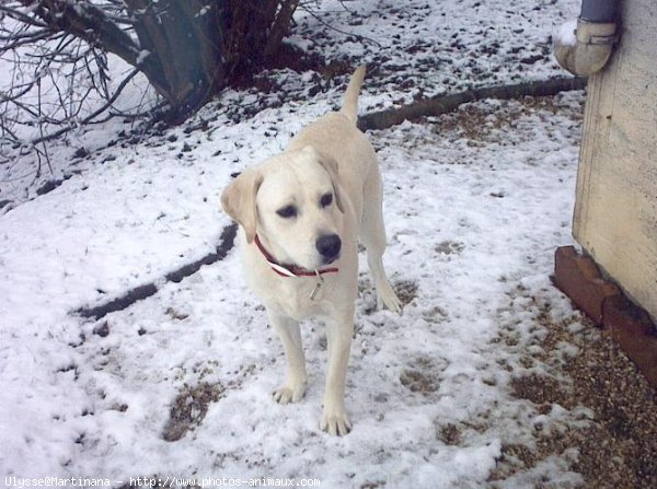 Photo de Labrador retriever