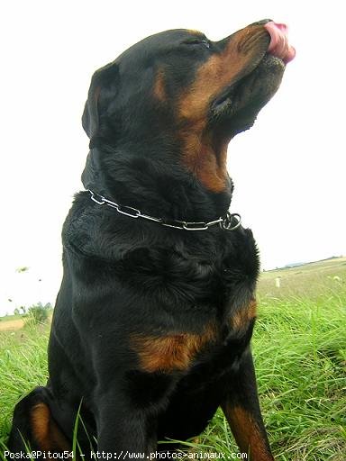 Photo de Rottweiler