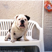 Photo de Bulldog