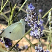 Photo de Papillon