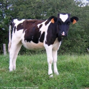 Photo de Vache