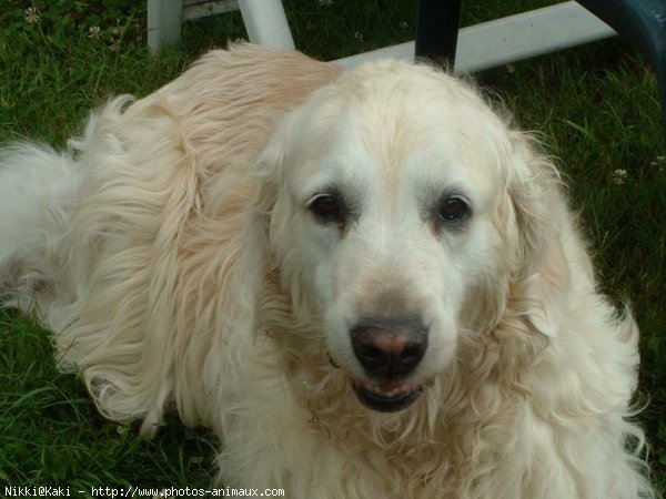 Photo de Golden retriever