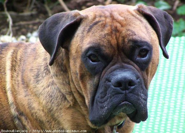 Photo de Boxer