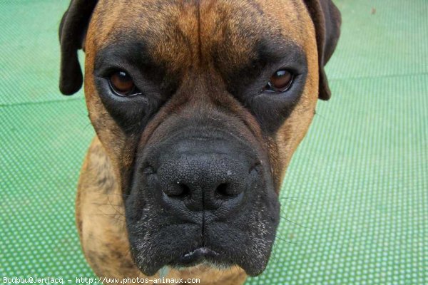 Photo de Boxer