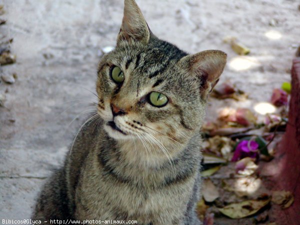 Photo de Chat domestique