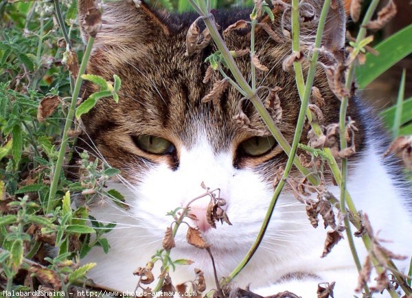 Photo de Chat domestique