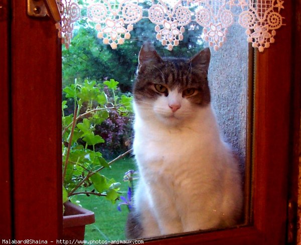 Photo de Chat domestique