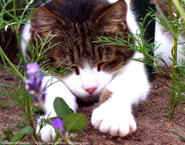 Photo de Chat domestique