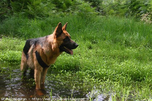 Photo de Berger allemand  poil court