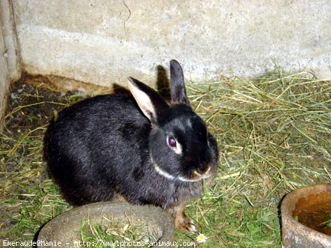 Photo de Lapin