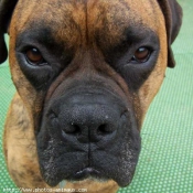 Photo de Boxer