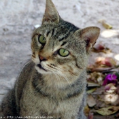 Photo de Chat domestique