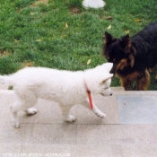 Photo de Berger blanc suisse